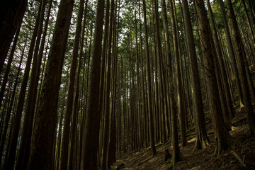 雲取山 七ツ石山 04