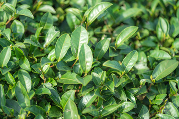 Tea leave in tea plantation