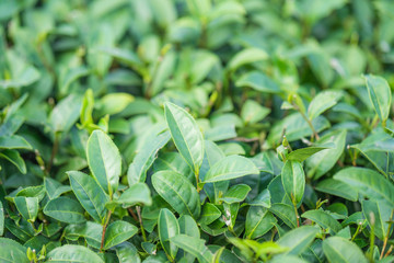 Tea leave in tea plantation
