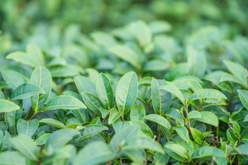 Tea leave in tea plantation