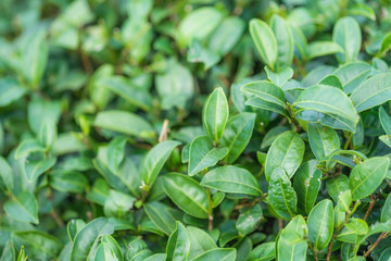 Tea leave in tea plantation