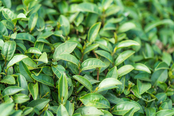 Fototapeta premium Tea leave in tea plantation
