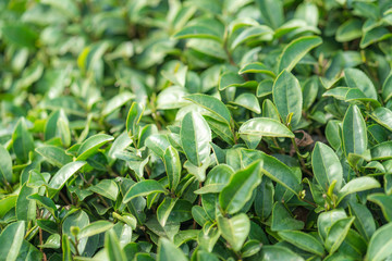 Obraz premium Tea leave in tea plantation