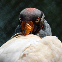 King vulture (Sarcoramphus papa) head close up. Bird looking at camera. Square shape image.