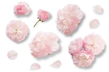 Set of pink flowers, buds, petals isolated on white background for graphic design