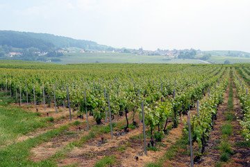 Fototapeta na wymiar Champagne vineyard near Epernay, France