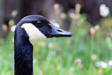 Canada goose (Branta canadensis) head side view close up image.