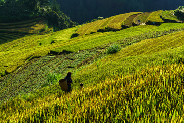 Terraced rice field in harvest season in Mu Cang Chai, Vietnam.