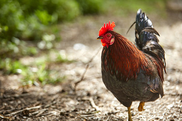 nice hen outdoor