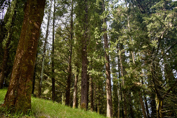 tall trees in the forest