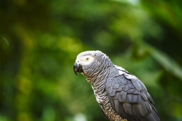 グレーのヨウム