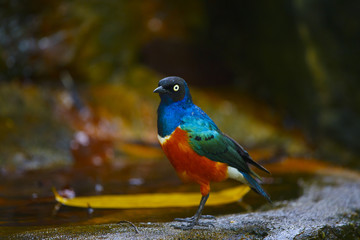 ツキノワテリムク