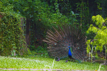 Obraz premium 雄の孔雀