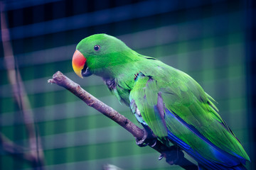 緑色のインコ