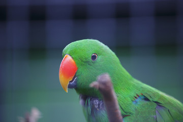 緑色のインコ