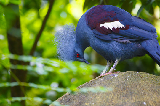 カンムリバト」の写真素材 | 507件の無料イラスト画像 | Adobe Stock