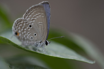 Chilades pandava -  plains Cupid