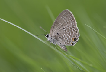 Chilades pandava -  plains Cupid
