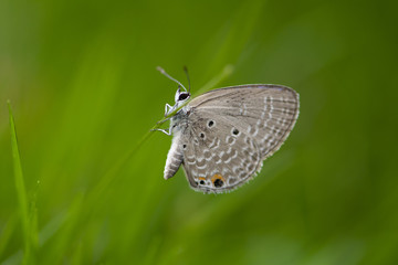 Chilades pandava -  plains Cupid