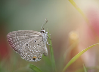 Chilades pandava -  plains Cupid