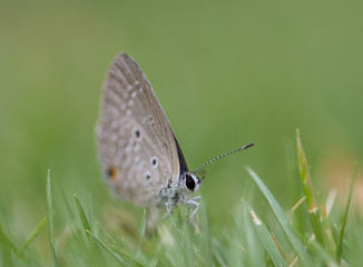Chilades pandava -  plains Cupid