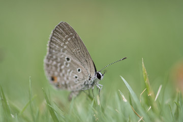 Chilades pandava -  plains Cupid