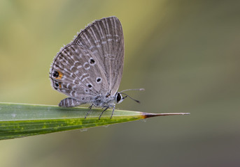 Chilades pandava -  plains Cupid