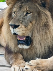 Big male lion.