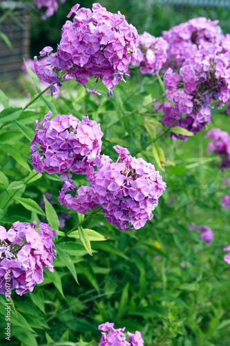 Nice Pink Flowers Stock Photo And Royalty Free Images On Fotolia Nice Pink Flowers