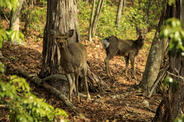 雲取山 七ツ石山 08