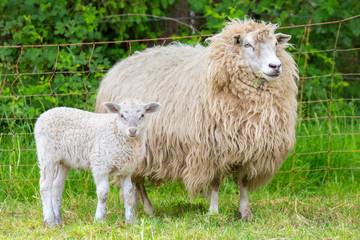 Naklejka premium White mother sheep with newborn lamb