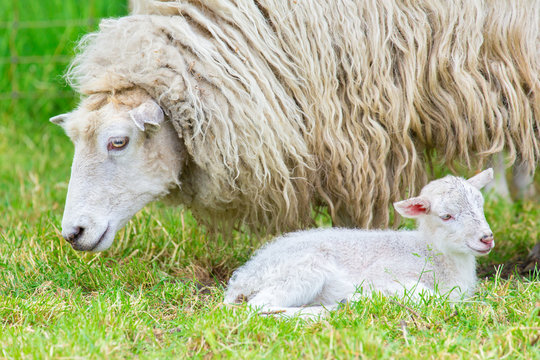 White sheep with newborn lamb in spring