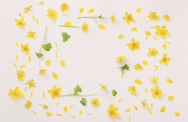 yellow flowers on white background