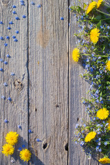 blue and yellow  flowers on old wooden background