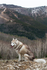 Portrait of beautiful beige and white Siberian Husky dog sitting on the hill on mountains background and enjoying natural landscape