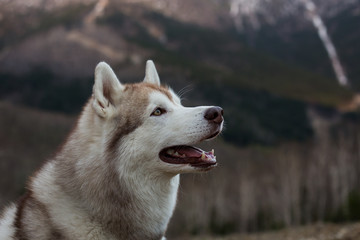 Profile Portrait of cute beige and white Siberian Husky dog sitting on mountains background