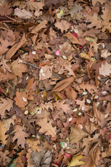 落ち葉のテクスチャイメージ