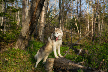 Profile Portrait of prideful beige and white Siberian Husky dog standing on the tree in the forest and enjoying natural landscape at sunset
