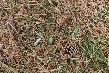 落ち葉のテクスチャイメージ