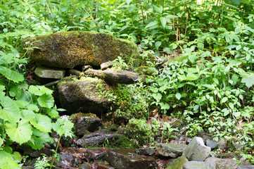 A forest stream among trees with a small waterfall, beautiful colors and purity of the image. Peace and quiet. Photo in early summer.