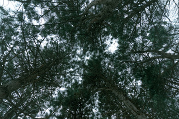 森の木を見上げる