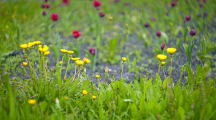 Dandelion on a blurred background with leaves on a meadow with tulips in background