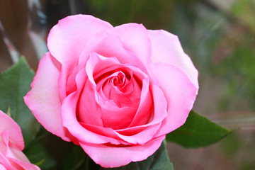 Rose flower