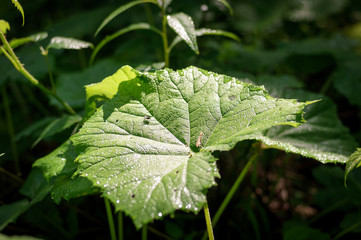 A large green leaf butterbur (Petasites officinalis) growing in the forest, a ray of light falls on it.