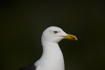 Great black-backed gull hiking on a boat in the archipelago of Stockholm, Sweden