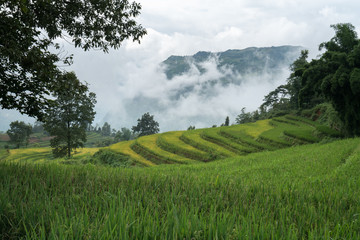 Terraced rice field landscape with misty clouds of Y Ty, Bat Xat district, Lao Cai, north Vietnam