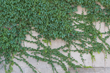 壁面に伸びるツタの葉