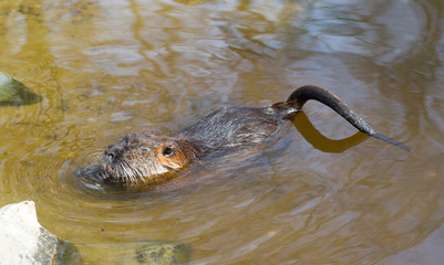 Myocastor coypus, single mammal
