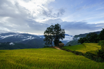 Fototapeta na wymiar Terraced rice field landscape in harvesting season with big tree and low clouds in Y Ty, Bat Xat district, Lao Cai, north Vietnam