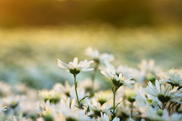 White daisy flowers in early morning sunlight